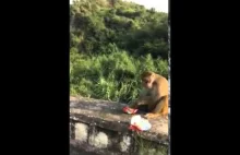 Dokarmianie małpki