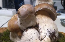 Dziewięć grzybów w jednym, znaleziono wyjątkowy okaz borowika (zdjęcia