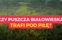 Od decyzji ministra Szyszki zależy czy Puszczę Białowieską czeka...