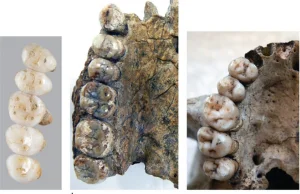 Odkryto nowy gatunek człowieka. Nazywa się homo luzonensis