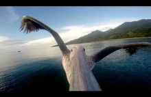 Pelikan uczy się latać: widok prosto z dzioba :)
