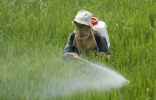 Mniej zatruć pestycydami dzięki uprawie GMO