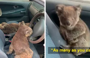 Australijskie nastolatki oszczędzają tyle koali, ile potrafią jeżdżąc i szukając