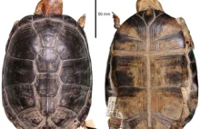 Jeden wymarły gatunek żółwia mniej... Pelusios seychellensis nigdy nie istniał!