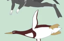 Odkryto szczątki gigantycznego pingwina - Dziennik Naukowy