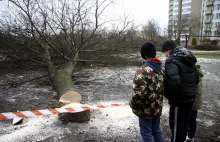 Kontrowersyjna wycinka 77 drzew w Lublinie. Deweloper dopiął swego