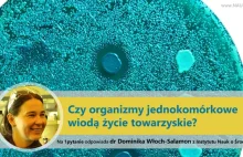 1pytanie. Czy organizmy jednokomórkowe wiodą życie towarzyskie?