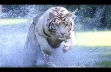 Tygrysy biegnące z pełną prędkością. Niesamowita jest moc tych kotów.