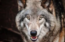 Ciągnie wilka do lasu, czyli słów kilka o wilku szarym