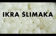 13# Ikra ślimaka | Snail pearls