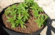Marihuana na Jamajce - czy wszyscy ją palą?