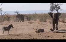 Słoń próbuje odepchnąć guźca, który nie chce odejść od wodopoju