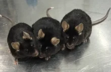 Naukowcy stworzyli sztuczną spermę i zapłodnili nią myszy
