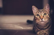 Badanie: Koty mogą naśladować głosy swoich właścicieli