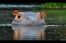 Co odkrył szpieg hipopotam