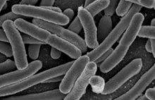 Wymiana genów oporności między bakteriami glebowymi a patogenami