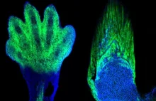 Dzięki edycji genomów odkryto nowy ewolucyjny związek między płetwami a dłońmi