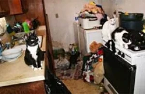 23 koty i 10 osób w jednym małym mieszkaniu