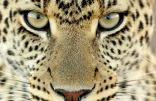 Najszybsze zwierzę na ziemi - Gepard