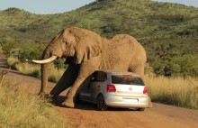 Słoń zniszczył samochód, bo chciał się podrapać