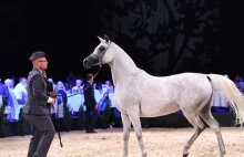 Zmiany w polskich stadninach koni arabski. To efekt klapy Pride of Poland