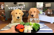 Psy testujo warzywa.
