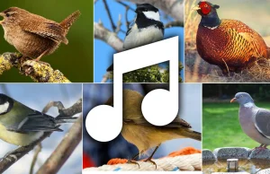 Głosy ptaków - nagrania 275 różnych gatunków