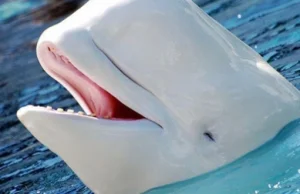Białucha, wal biały (Delphinapterus leucas) - kuzyn delfina butlonosego