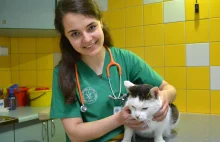Do klinik w Lublinie coraz częściej trafiają postrzelone koty