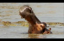 Hipopotamy atakują krokodyle, aby bronić martwego towarzysza BBC...