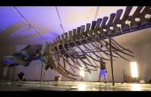 Jak 90 tonowa tusza płetwala błękitnego skończyła w muzeum w Kanadzie