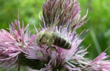 Nosema ceranae czyli jak o tym, jak choroba może być dobrodziejstwem