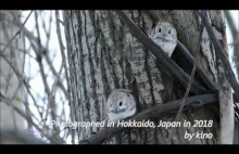 Latająca wiewiórka z Hokkaido