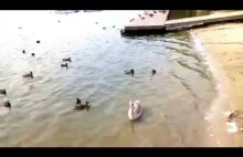 Swan and ducks