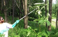 Niebezpieczna roślina, barszcz sosnowskiego, staje się globalną plagą