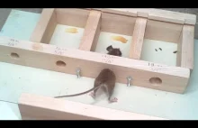 Myszka i jej wiekszy ziomek testują dziurki !