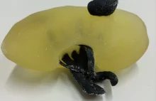 Japończycy tworzą modele narządów zaatakowanych przez nowotwór drukują je w 3D