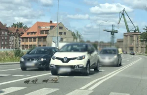 Przez pasy szła kacza rodzina, jeden z kierowców ruszył i rozjechał pisklę