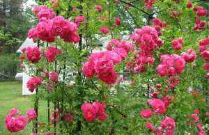 Jak pielęgnować róże w ogrodzie