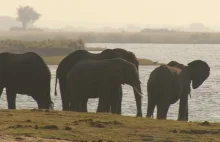 Botswana rozważa polowanie na słonie, by przerabiać je na karmę dla zwierząt