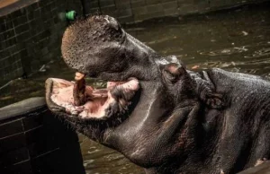 Nie żyje hipopotam Hipolit ze Śląskiego ZOO, najstarszy hipopotam nilowy Europy