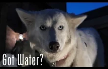 Pies ''jedzący'' wodę w upalne dni