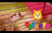 Spinner - Cute, funny and very fast hamster XD