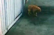 Pies wychodzi z dziury której nie ma a potem się giba.