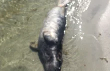 Dwie martwe foki znalezione w Rewie