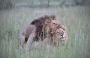 Do These Incredible Photos Of Male Lions “Mating” Prove Animals Can Be Gay?