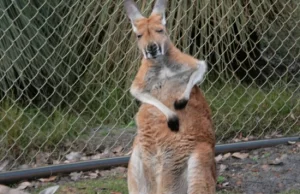 Mieszkałem w Australii i Kanadzie. Wróciłem. AMA