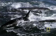 Stado orek poluje na młode wieloryba wala szarego.