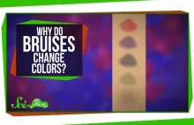 Dlaczego siniaki zmieniają kolor? [ENG]