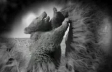 Film o niedźwiedziu Wojtku i żołnierzach gen. Andersa w TVP i BBC
